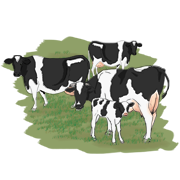 a herd of cows